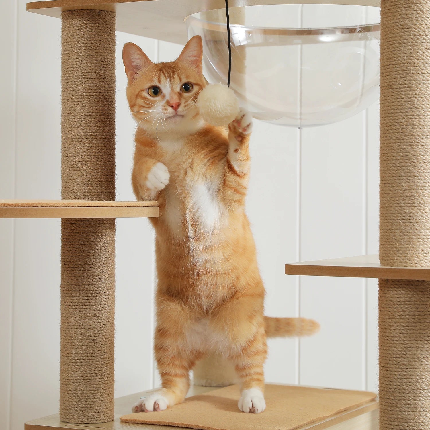 Cat standing on a cat tree with a white background